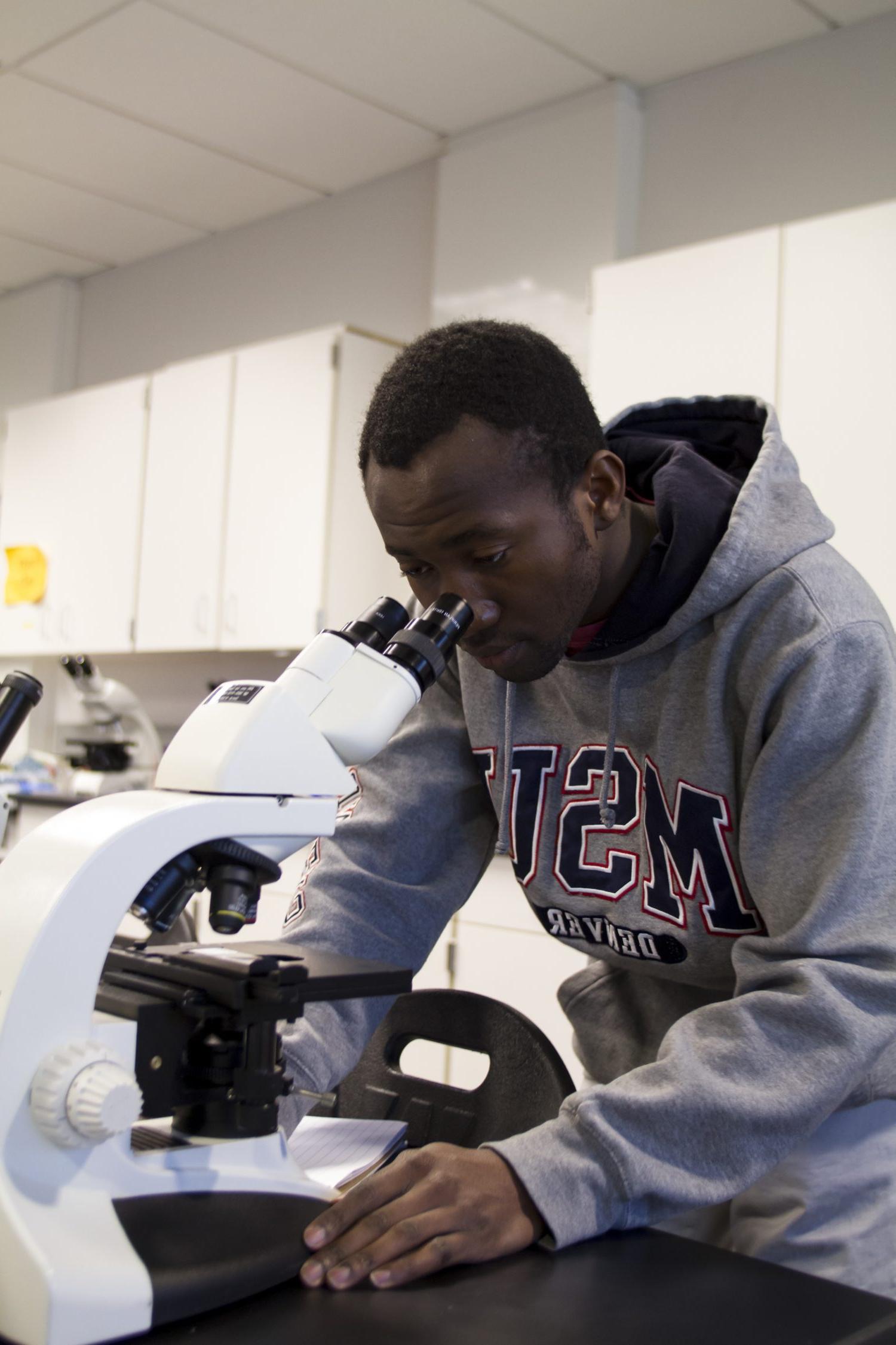 MSU Denver Student looking through a microscope